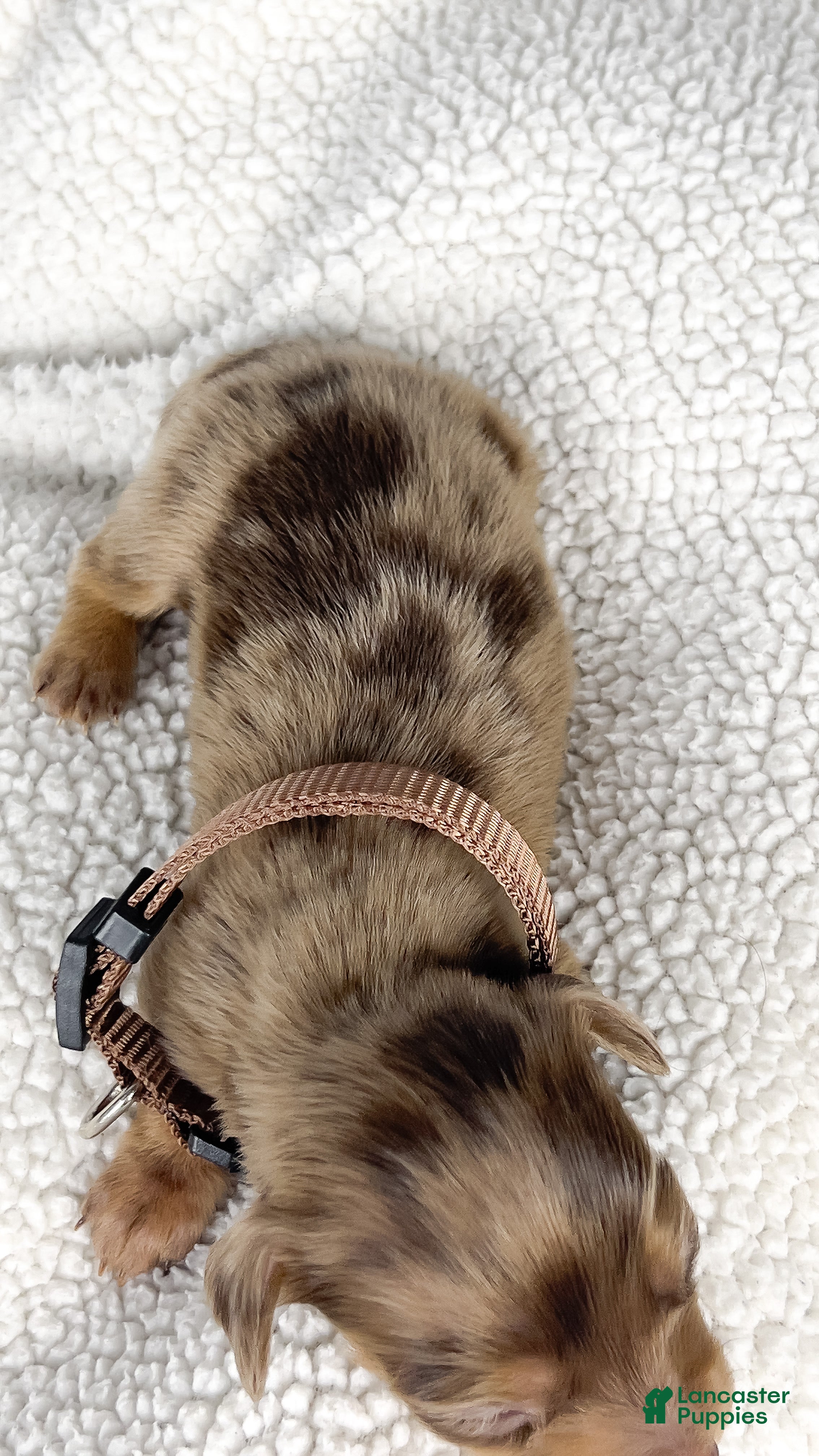 Miniature Dachshund dogs Hot fudge - Ad 17