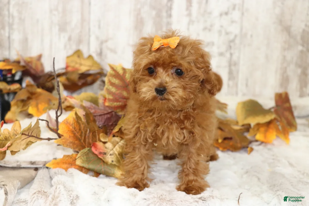 Miniature Poodle dogs for sale: Quartz  - Ad 4