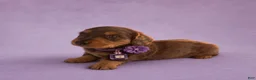 Miniature Dachshund dogs for sale: Tod - Ad 4