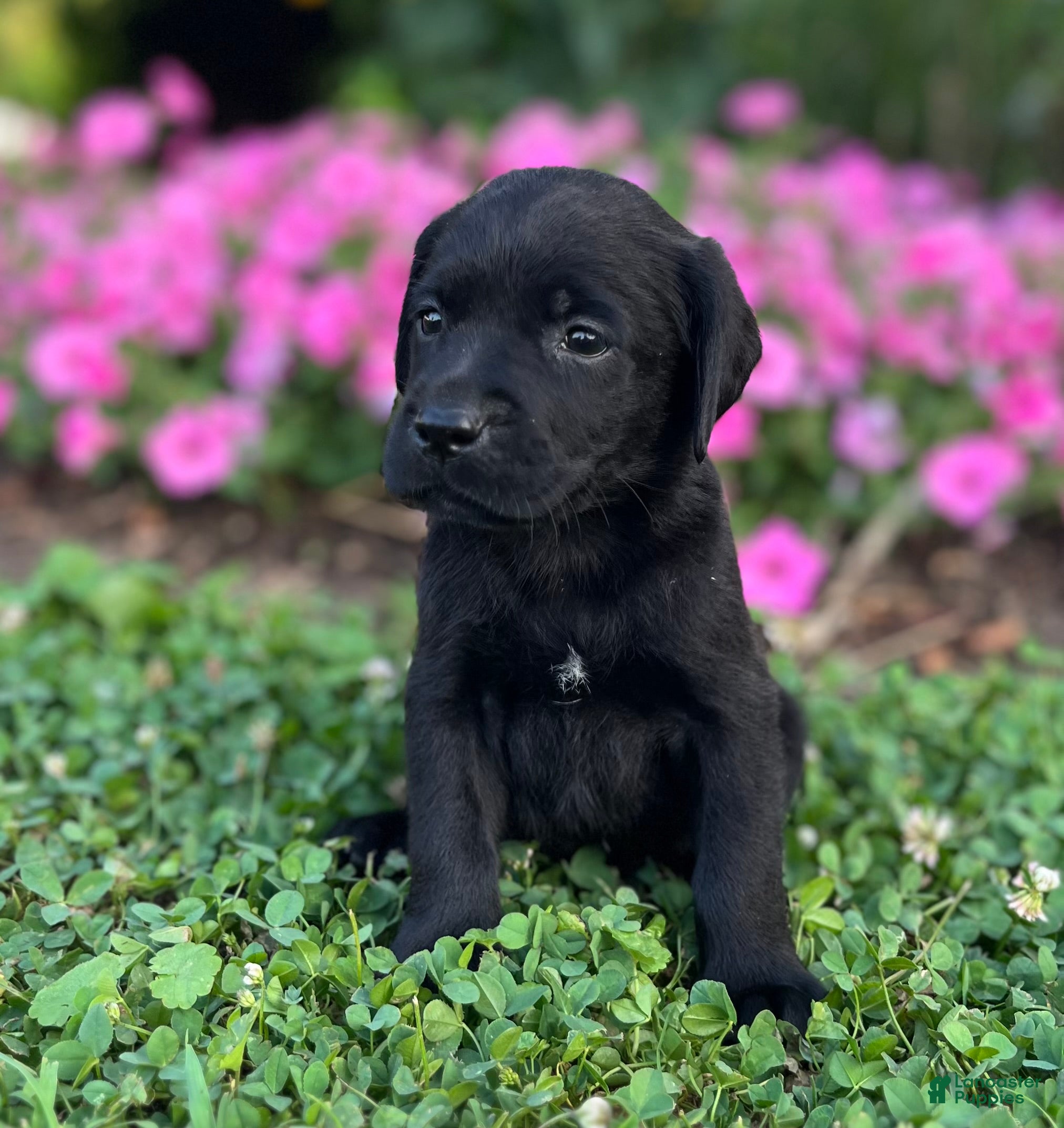 Labrador Retriever dogs Labrador Retriever 2 - Ad 2