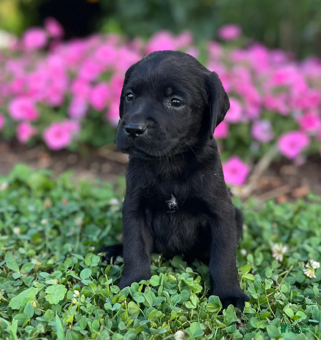 Labrador Retriever dogs for sale: Labrador Retriever 2 - Ad 2