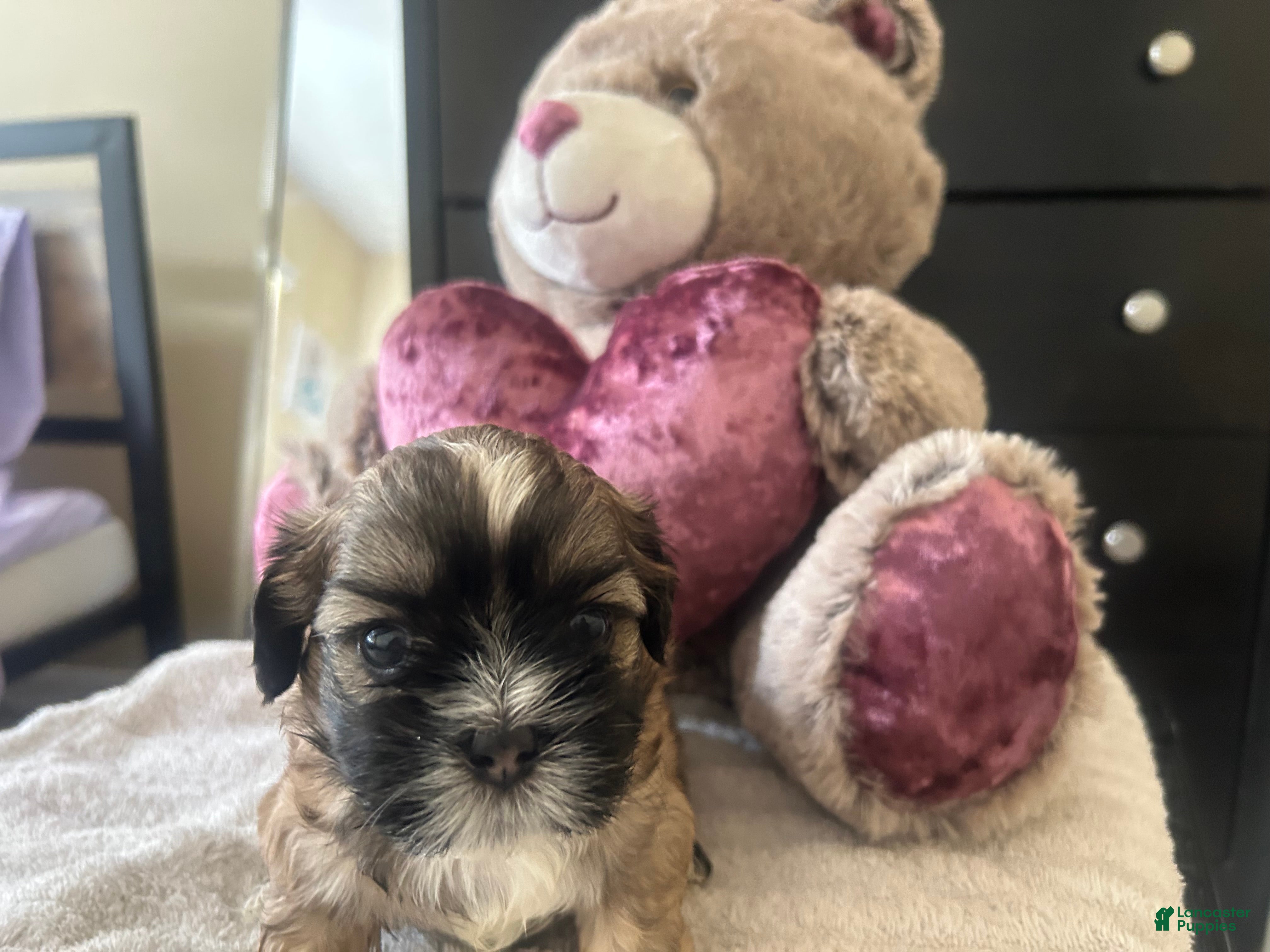 Shih Tzu