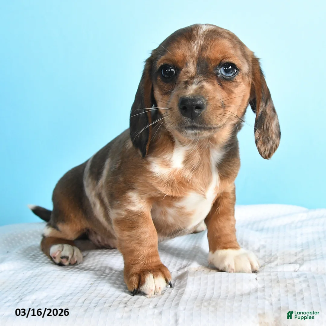 Mixed Breed dogs for sale: Lady - Ad 3