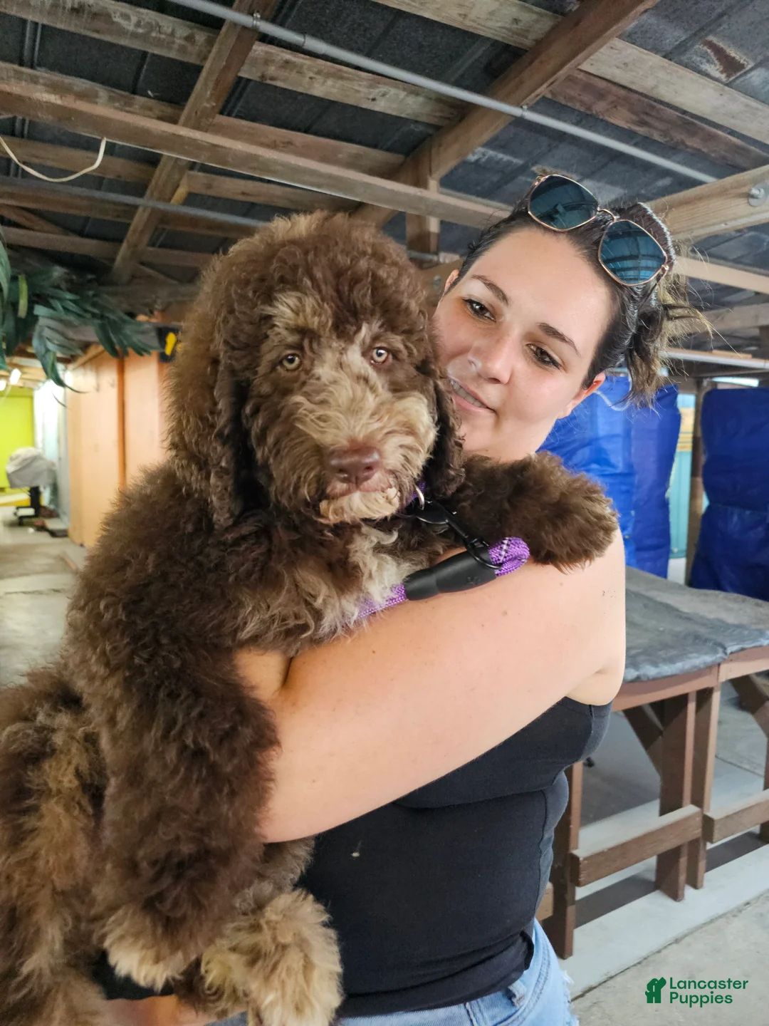 Bernedoodle dogs for sale: Daisy - Ad 1