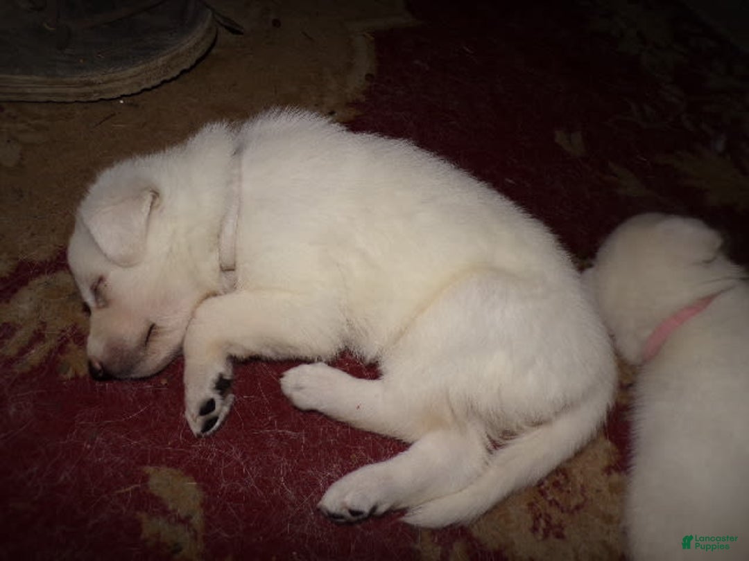 German Shepherd dogs for sale: Duchess - Ad 3