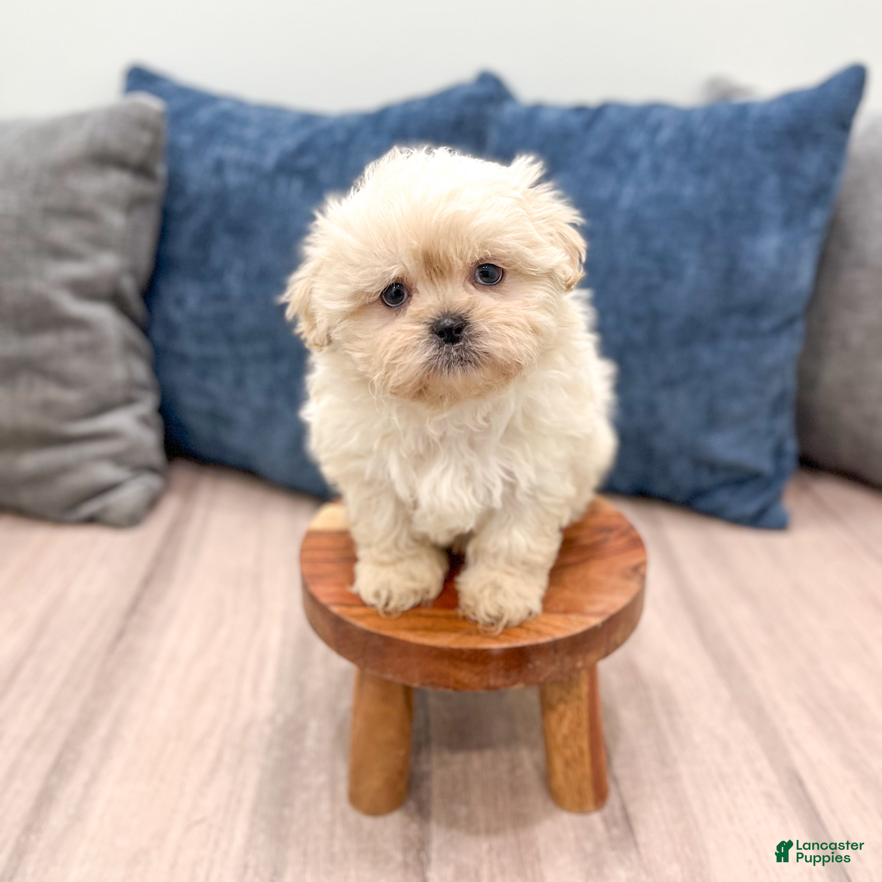 Teddy Bear dogs Duke - Ad 2