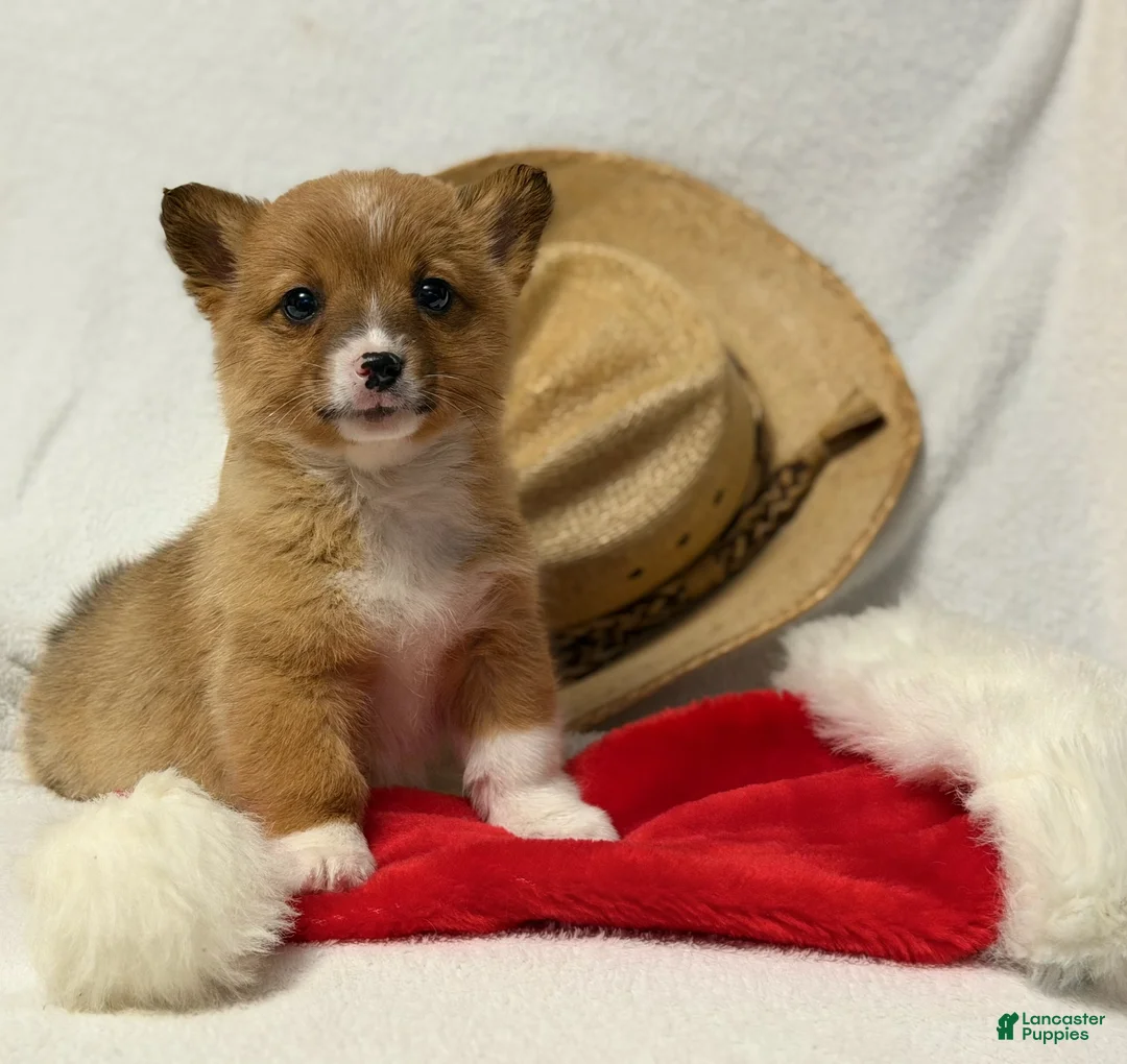 Welsh Corgi Pembroke dogs for sale: Cowgirl - Ad 2