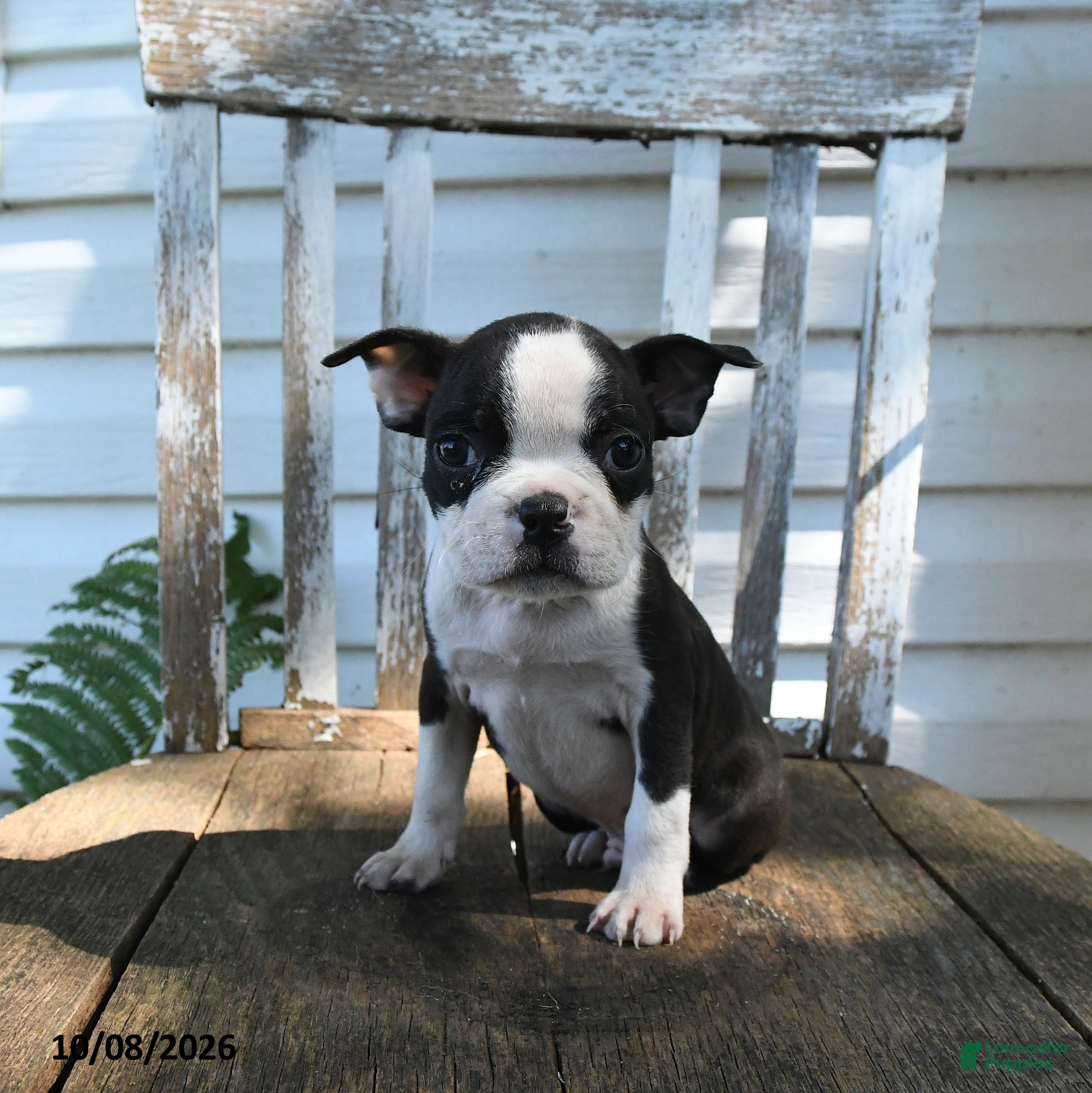 Boston Terrier dogs Cecil - Ad 2