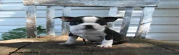 Boston Terrier dogs for sale: Cecil - Ad 2