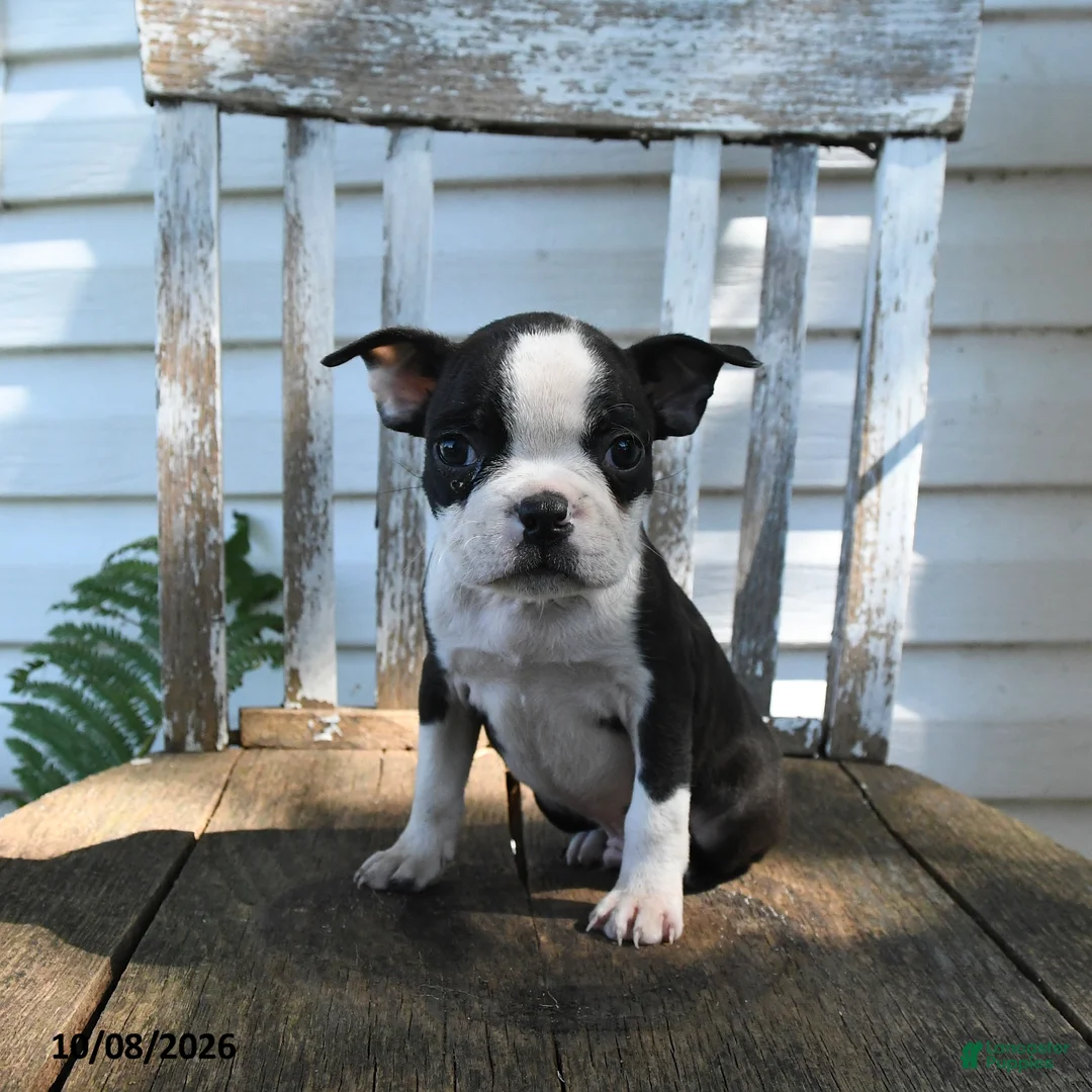 Boston Terrier dogs for sale: Cecil - Ad 2