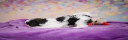 Maltipoo dogs for sale: Trixie - Ad 9