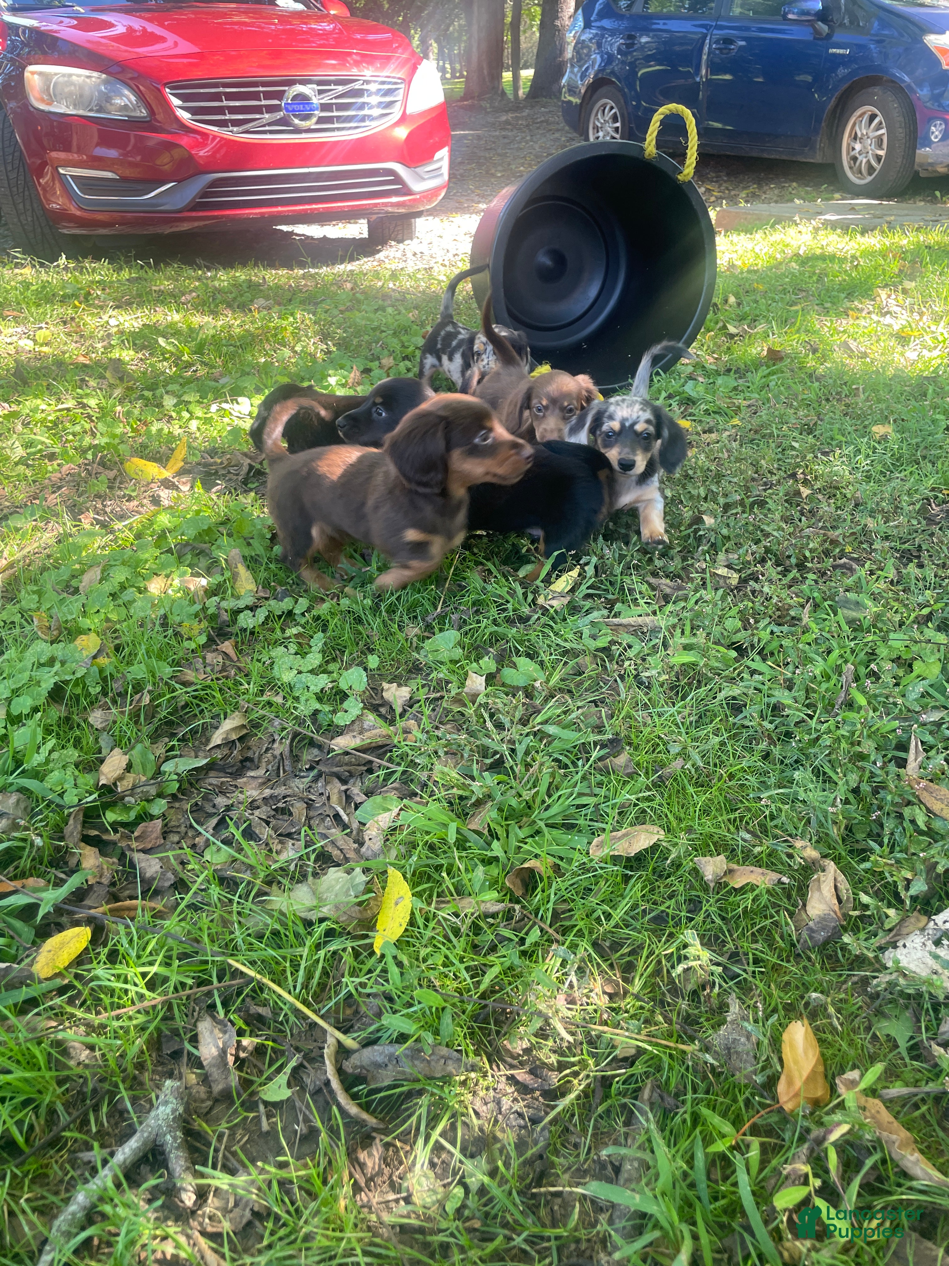 Miniature Dachshund dogs Jade - Ad 2
