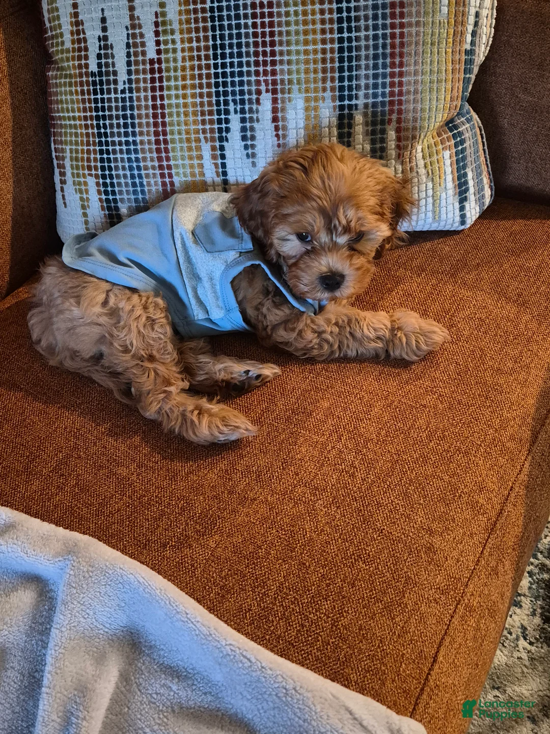 Cavapoo dogs for sale: Benji - Ad 2