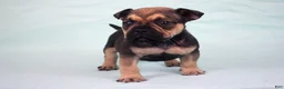 American Bully dogs for sale: Sable Male - Ad 4