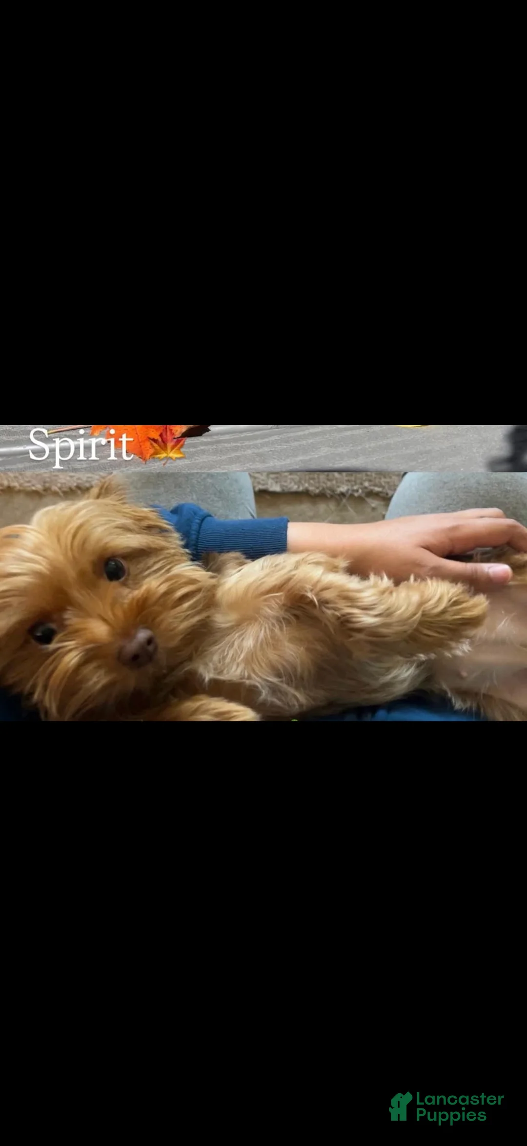 Yorkshire Terrier dogs for sale: Yorkshire Terrier 1 - Ad 2