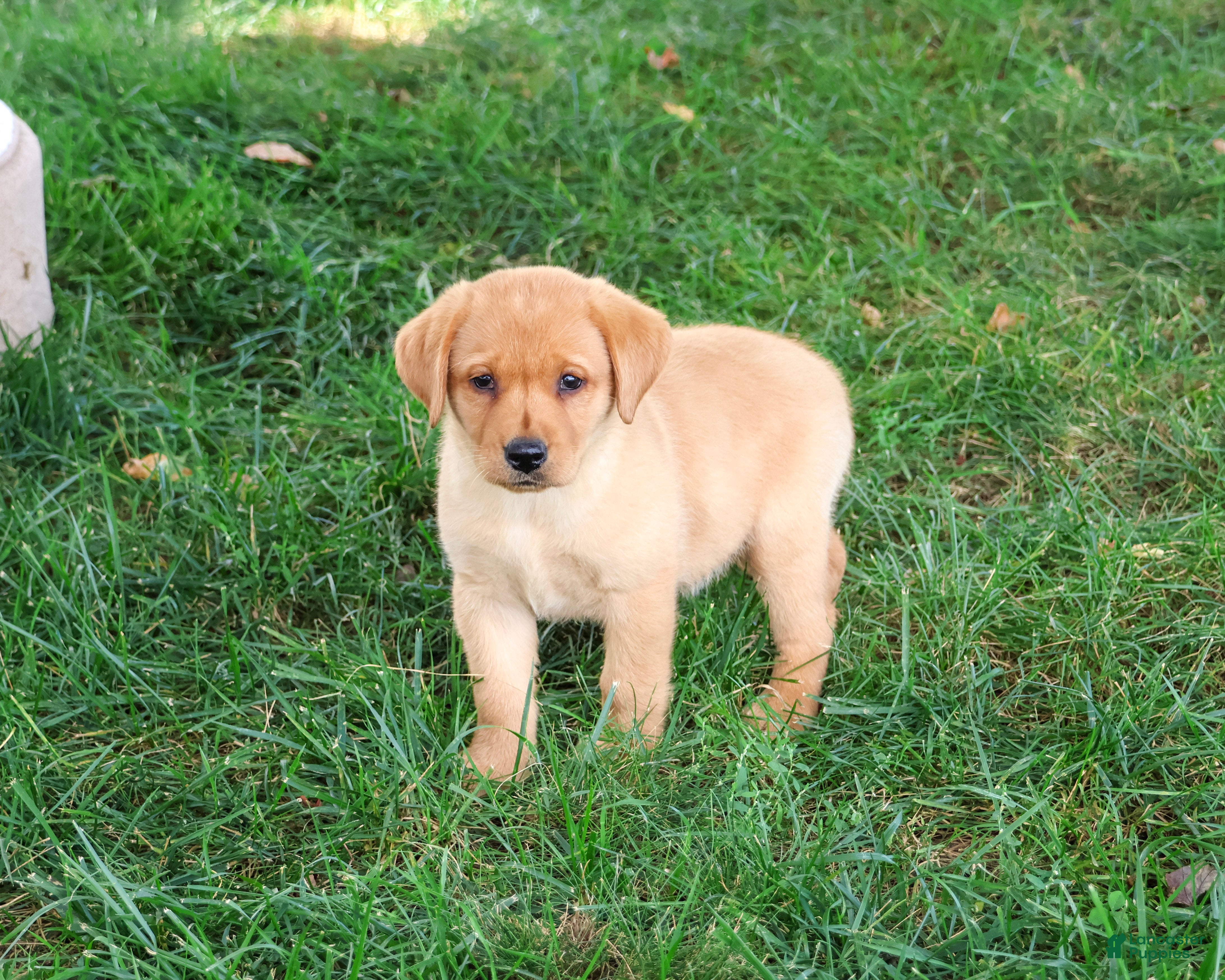 Labrador Retriever dogs Constance - Ad 34