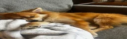 Pomeranian dogs for sale: Foxy Roxy - Ad 4