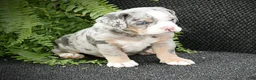 Beabull dogs for sale: Bailey - Ad 6