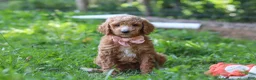 Standard Poodle dogs for sale: Hannah AKC - Ad 2