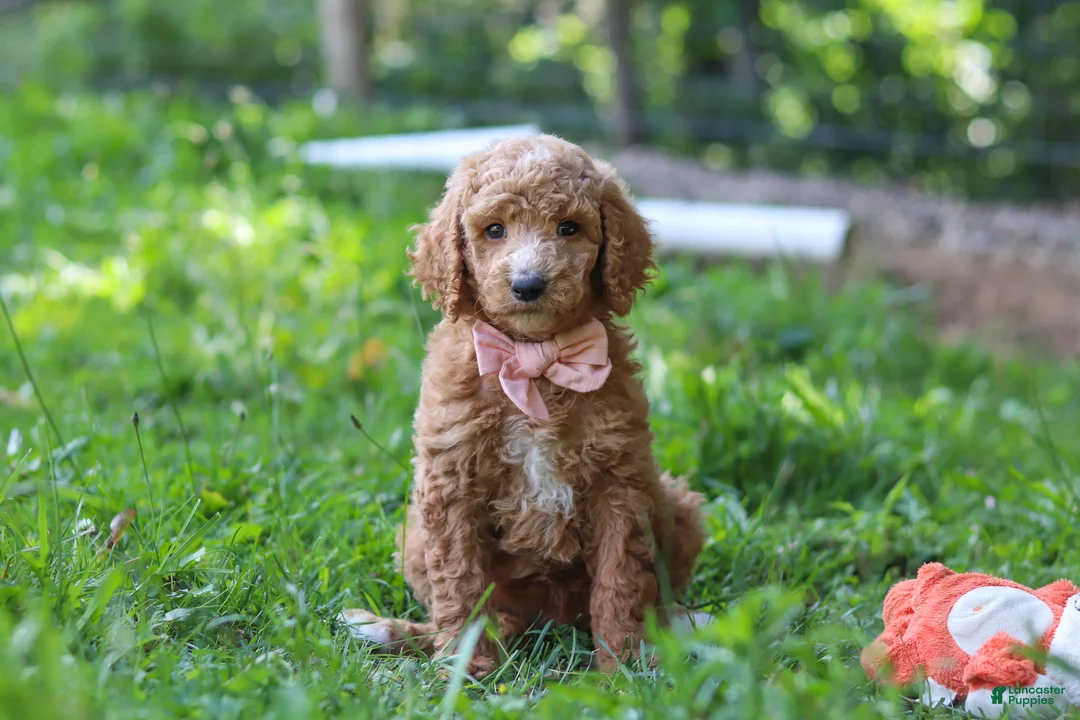 Standard Poodle dogs for sale: Hannah AKC - Ad 2