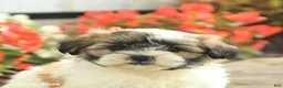 Teddy Bear dogs for sale: Jace - Ad 5