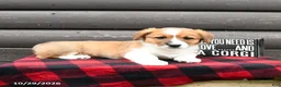 Welsh Corgi Pembroke dogs for sale: Maxon - Ad 4
