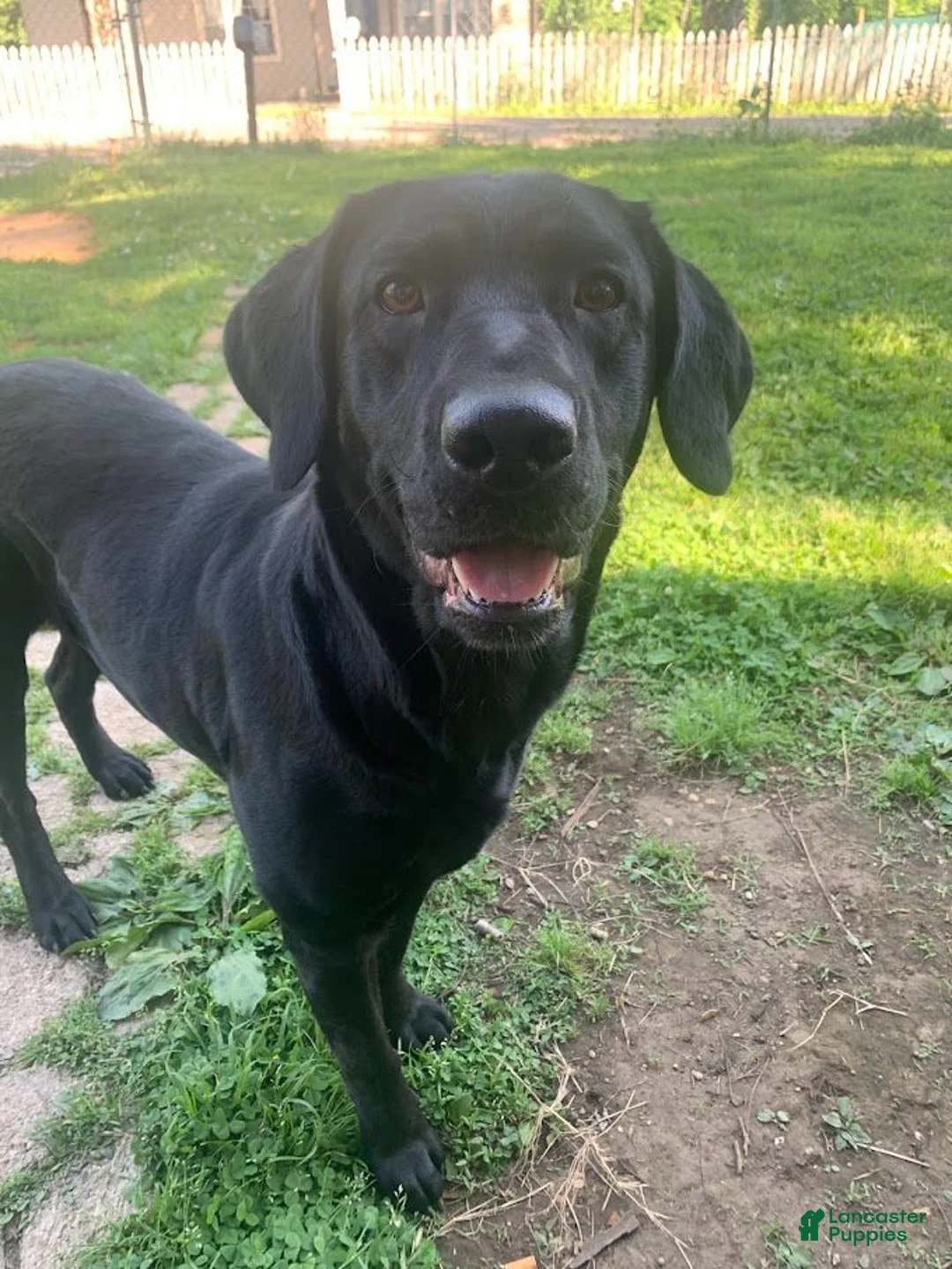 Labrador Retriever dogs for sale: Labrador Retriever  Waitlist 2026 - Ad 2