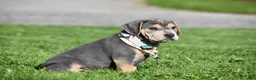 Beabull dogs for sale: Hank - Ad 3