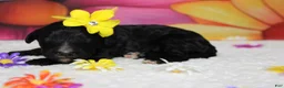 Bernedoodle dogs for sale: Raveena  - Ad 4