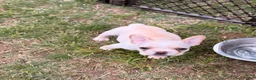 French Bulldog dogs for sale: Cooper Puppy 3 - Ad 4