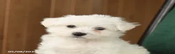 Westiepoo dogs for sale: Frank  - Ad 5