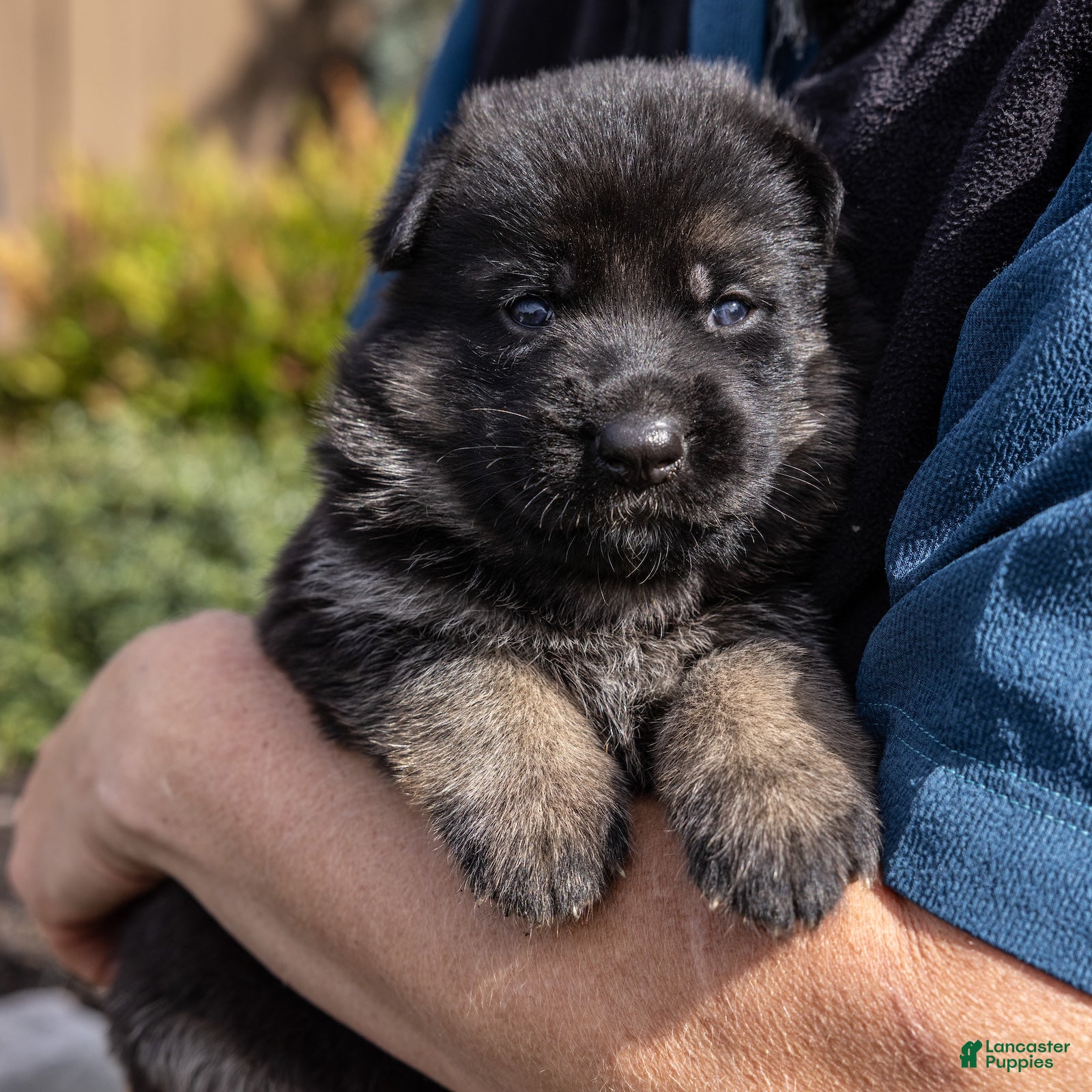 German Shepherd dogs Winston - Ad 1