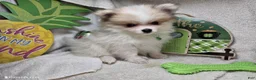Pomeranian dogs for sale: Ingryd Bergy - Ad 4