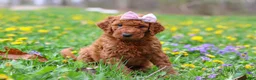 Goldendoodle dogs for sale: Sunny F1b - Ad 3