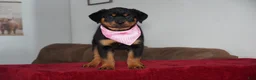 Rottweiler dogs for sale: Sadie - Ad 4