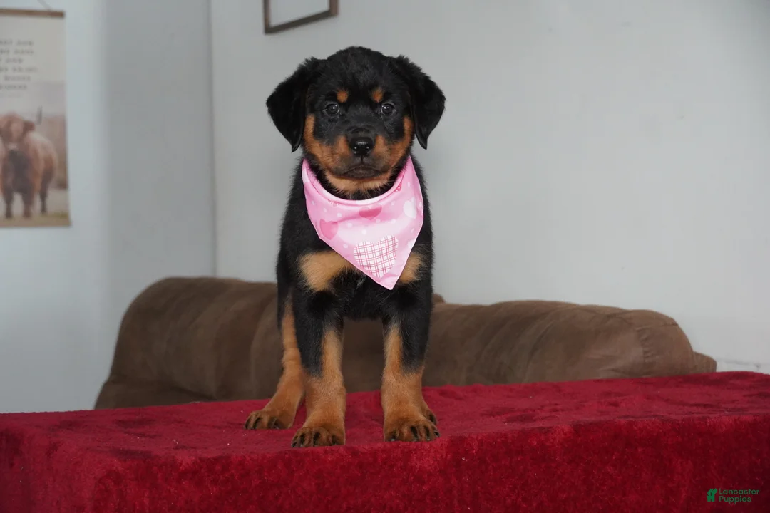Rottweiler dogs for sale: Sadie - Ad 4