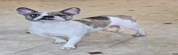 Mixed Breed dogs for sale: Blue Merle Tri-color - Ad 11