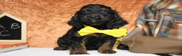 Cockapoo dogs for sale: Toffee  - Ad 3
