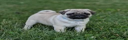 Pug dogs for sale: Rover - Ad 8