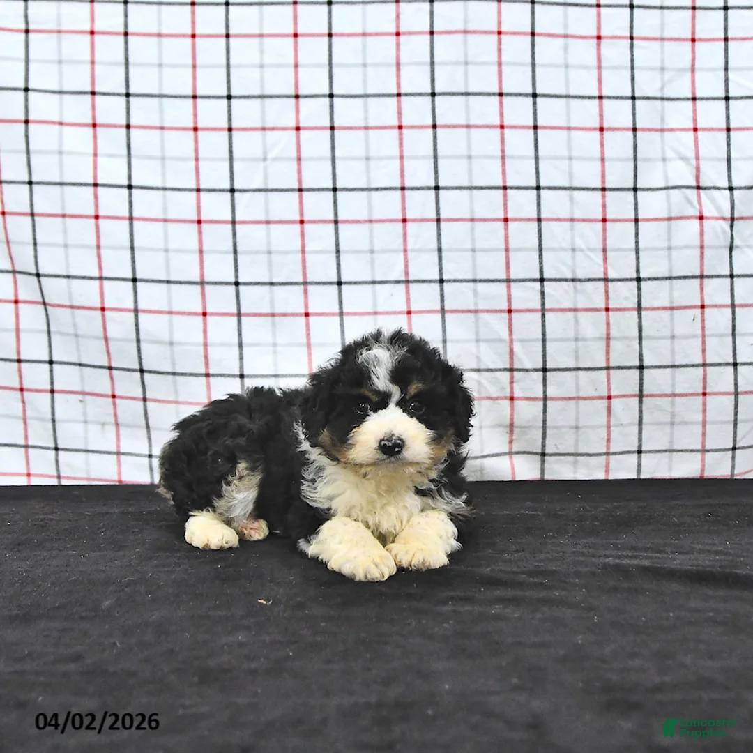 Mini Aussiedoodle dogs for sale: Willow  EXRTA SMALL - Ad 1