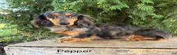 Miniature Dachshund dogs for sale: Honey - Ad 4
