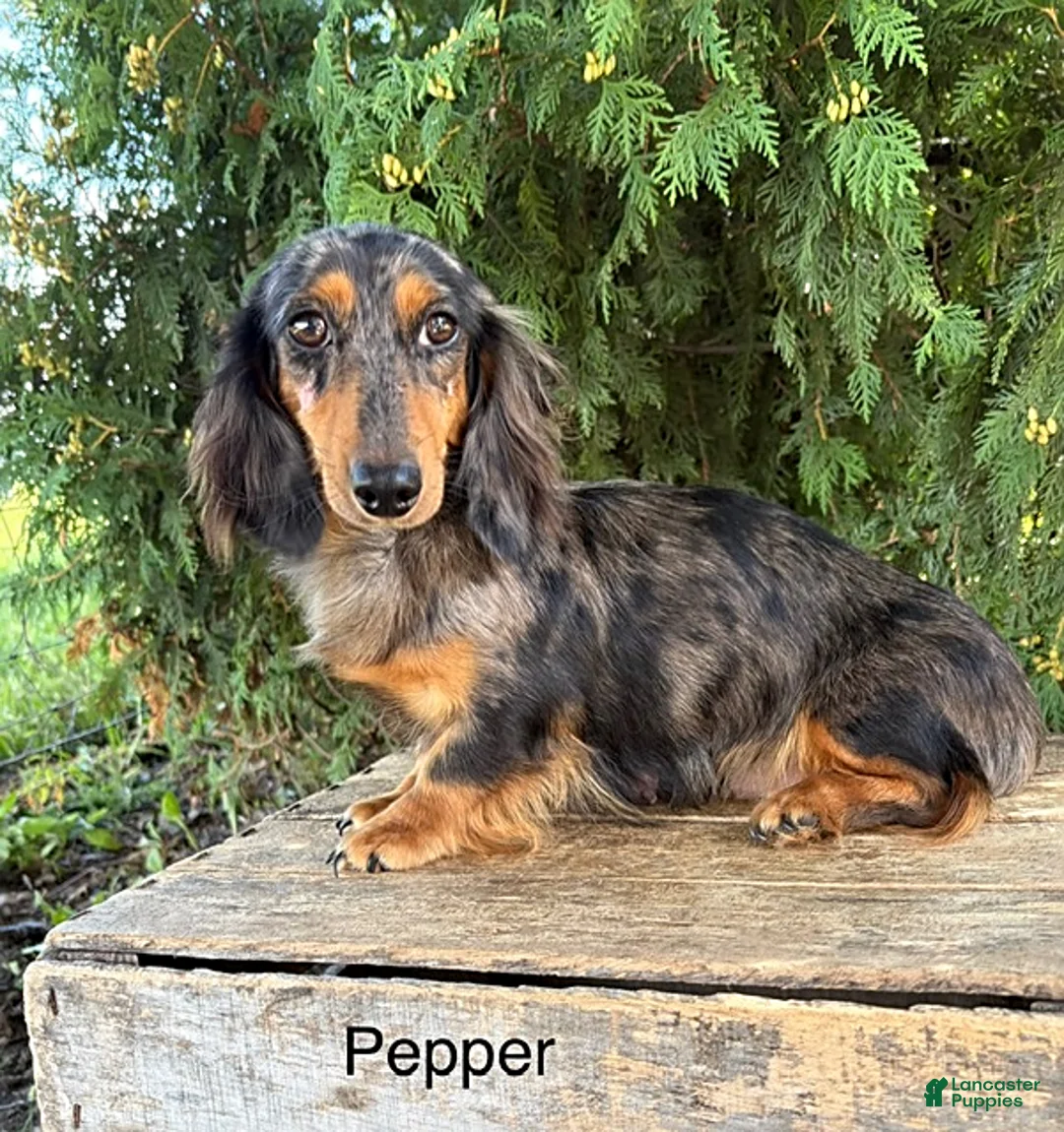 Miniature Dachshund dogs for sale: Honey - Ad 4