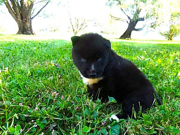 Siberian Husky dogs for sale: Siberian Husky female #3 - Ad 2