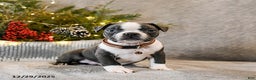 Boston Terrier dogs for sale: Chubby - Ad 4