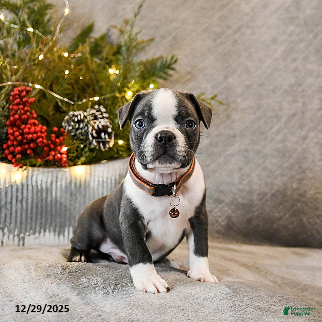 Boston Terrier dogs for sale: Chubby - Ad 4