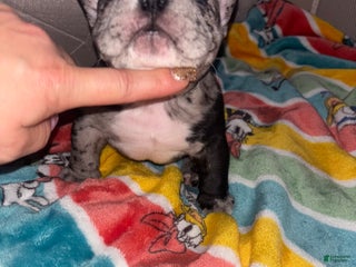 American Bully dogs American Bully Puppy 1 - Ad 17