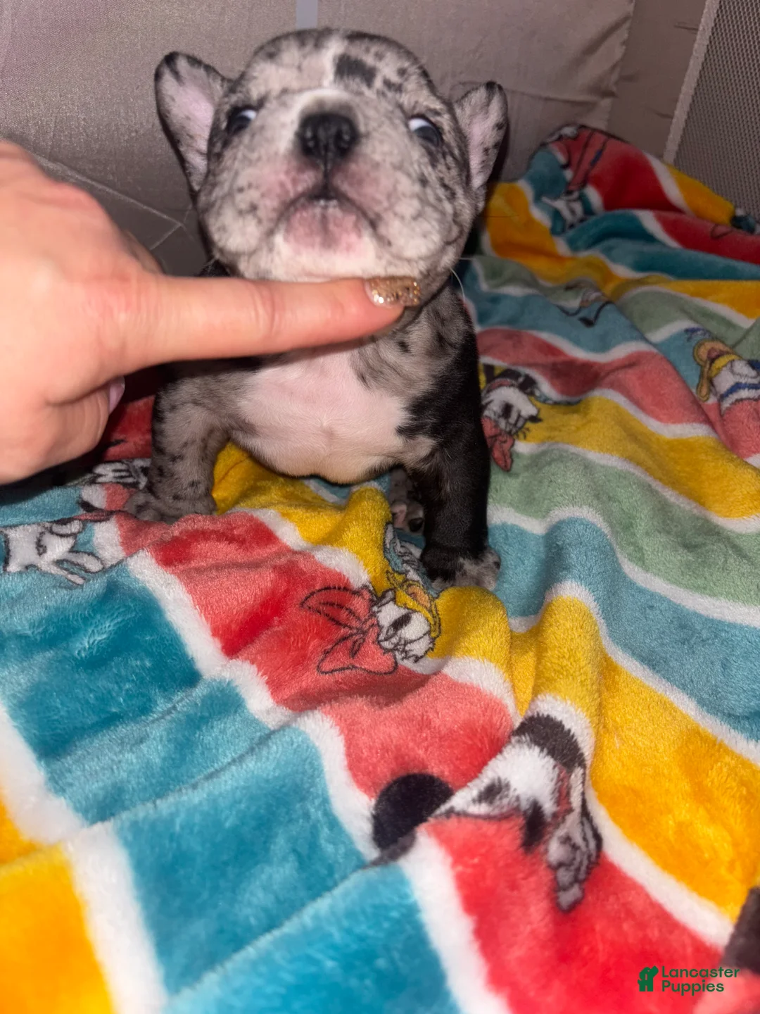 American Bully dogs for sale: American Bully Puppy 4 - Ad 8