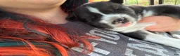 Siberian Husky dogs for sale: Chaos  - Ad 5