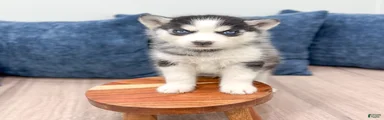 Kiana