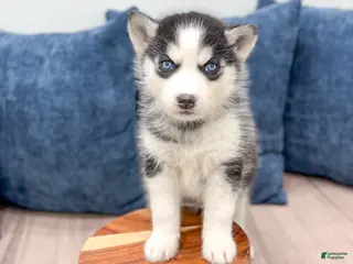 Siberian Husky dogs for sale: Kiana - Ad 1